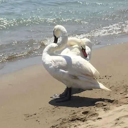 In Castiglione della Pescaia
